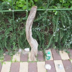 画像1: 根っこ・幹の流木(小)「雪輪」