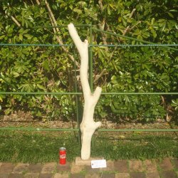 画像1: 根っこ・幹の流木（大)「キンセンカ」