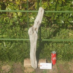 画像1: 根っこ・幹の流木(小)「アザレア」