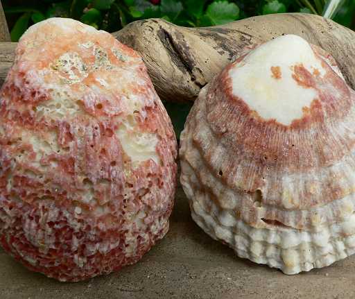 五島の貝殻