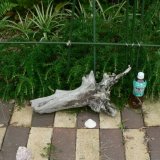 画像: 根っこ・幹の流木(小)「常夏」