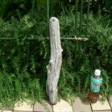 画像: 根っこ・幹の流木(小)「海猫」