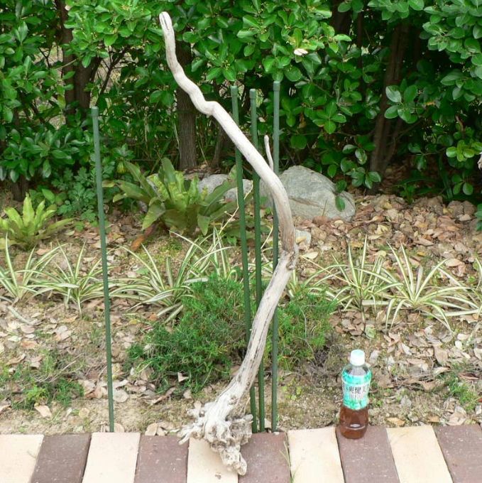 画像: 根っこ・幹の流木(中)「錆浅葱」