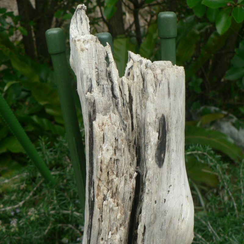 画像: 根っこ・幹の流木(小)「刻印」