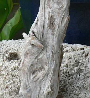 画像: 小ぶりのアートな流木　「フォルダン」