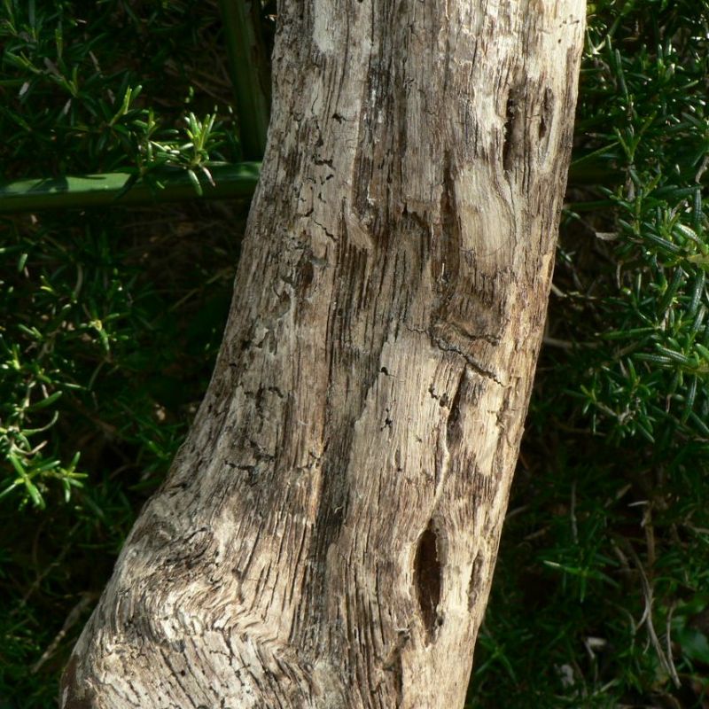 画像: 根っこ・幹の流木(小)「花明」