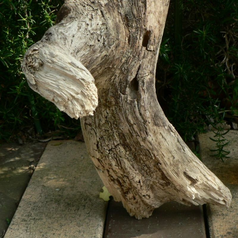 画像: 根っこ・幹の流木(小)「花明」