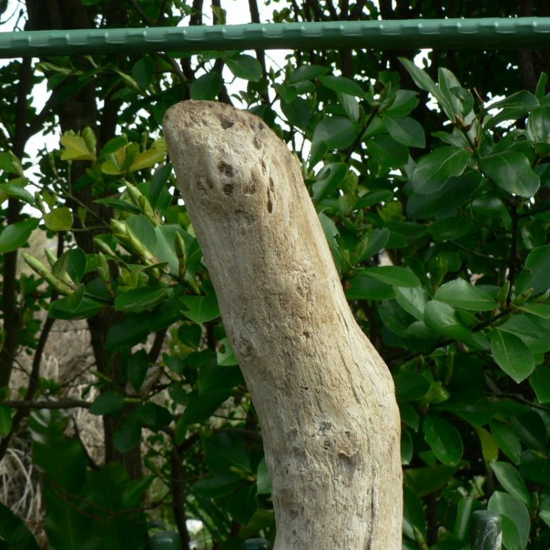 画像: 根っこ・幹の流木(中)「距離」