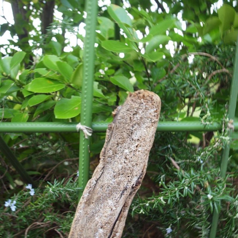 画像: 根っこ・幹の流木(小)「雪輪」