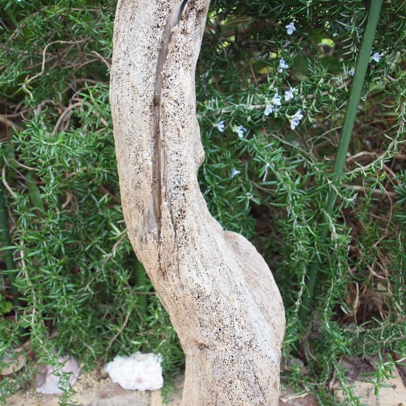 画像: 根っこ・幹の流木(小)「雪輪」