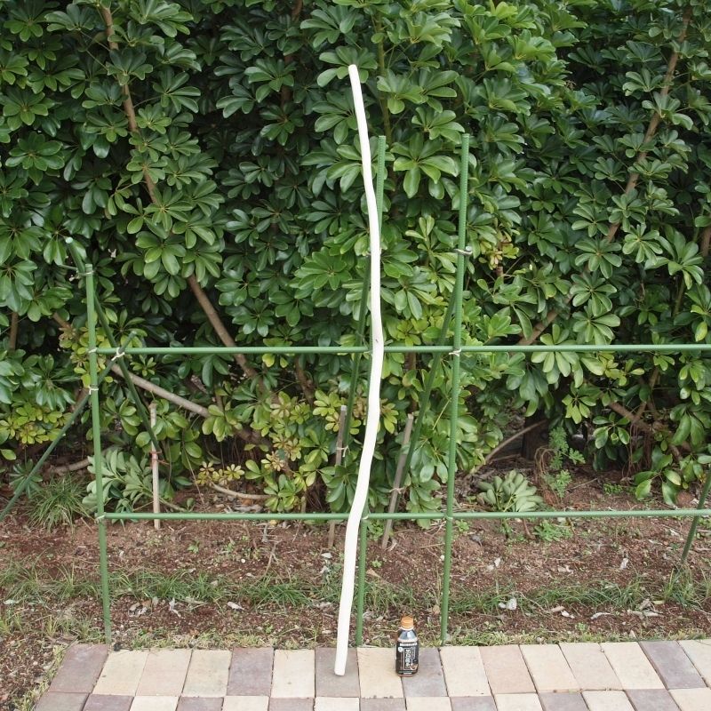画像1: 自然木(中)「笹竹」