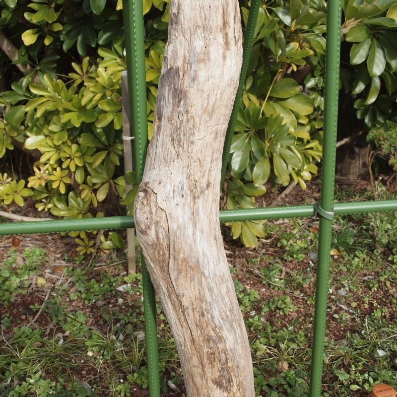 画像: 根っこ・幹の流木(中)「千重」