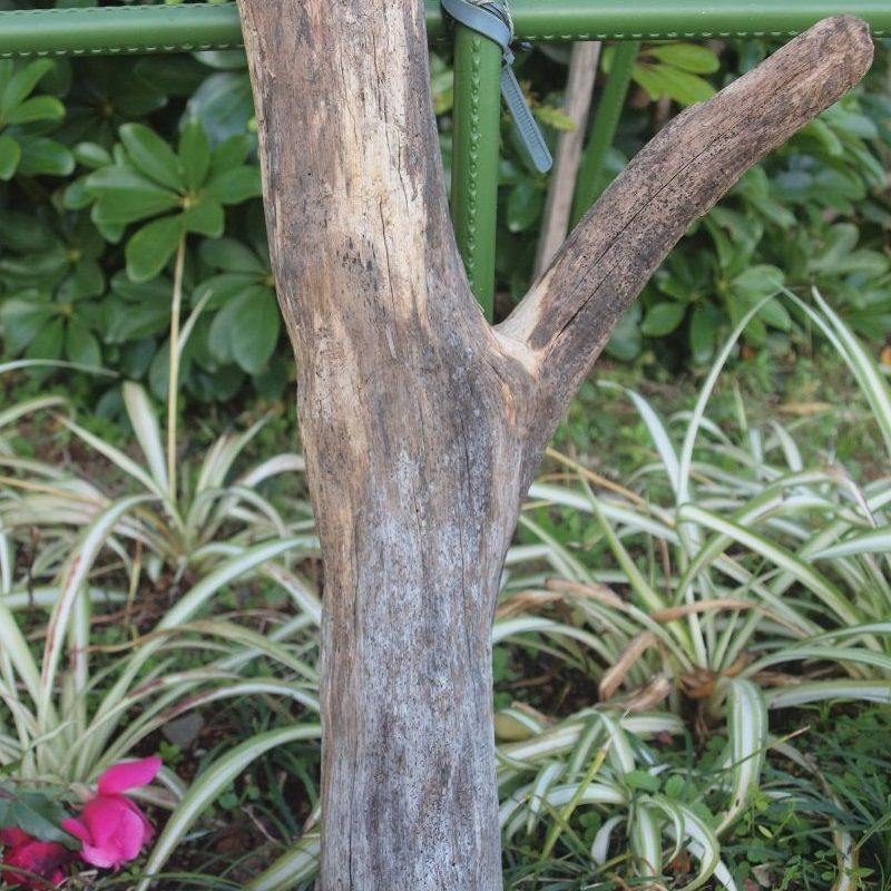 画像: 根っこ・幹の流木(小)「兎」