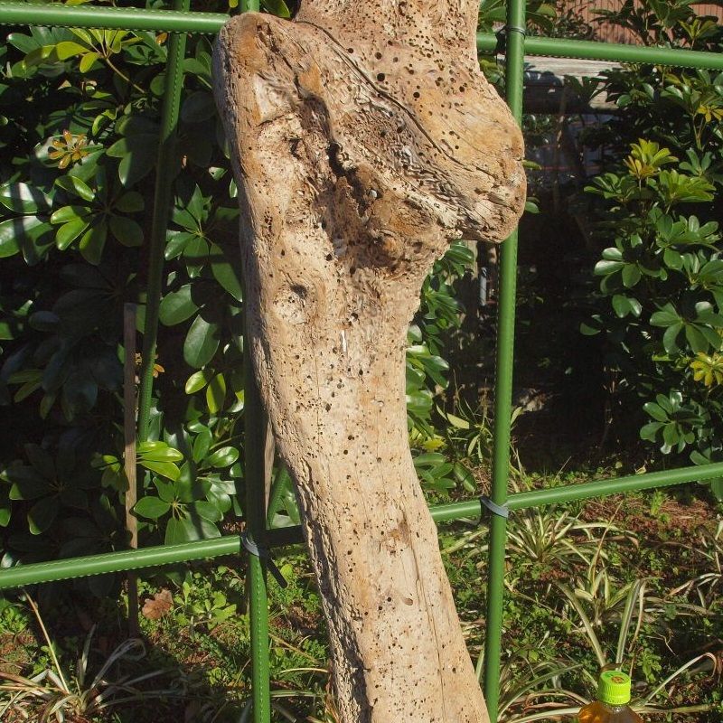 画像: 根っこ・幹の流木（大)「大根」