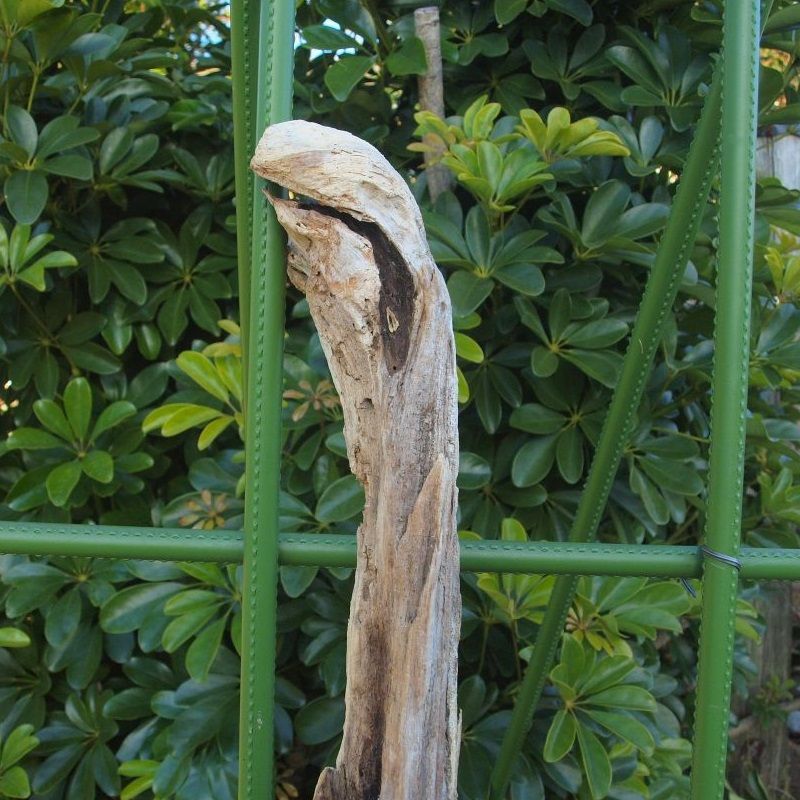 画像: 根っこ・幹の流木(中)「コブラ」