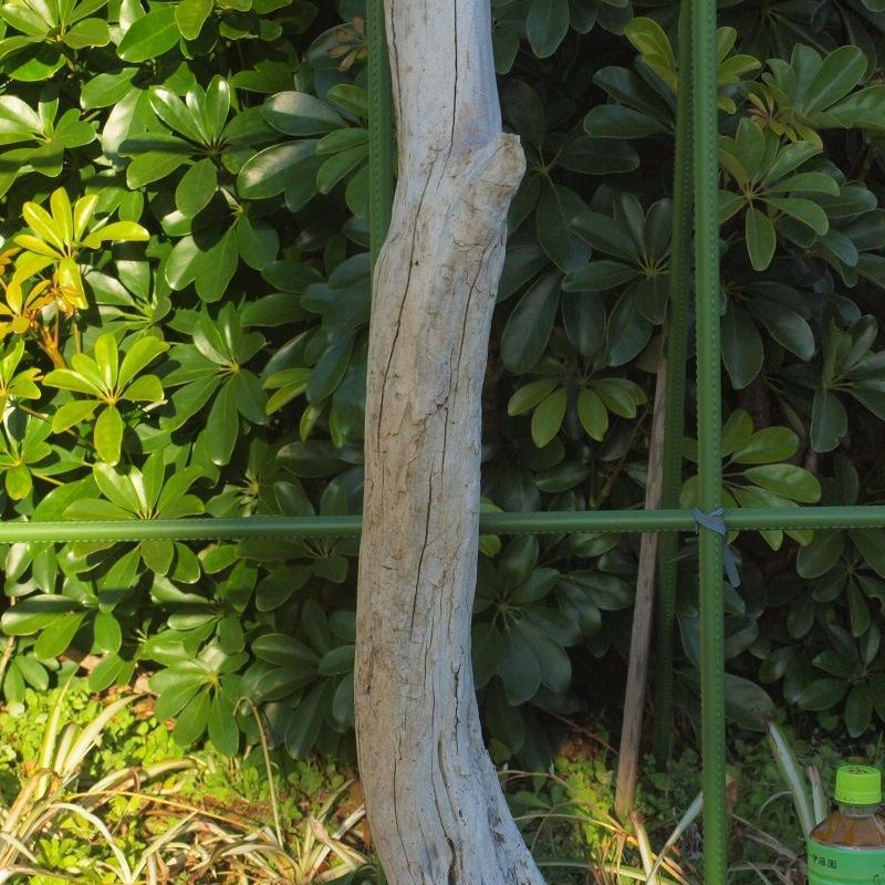 画像: 根っこ・幹の流木(中)「霰」