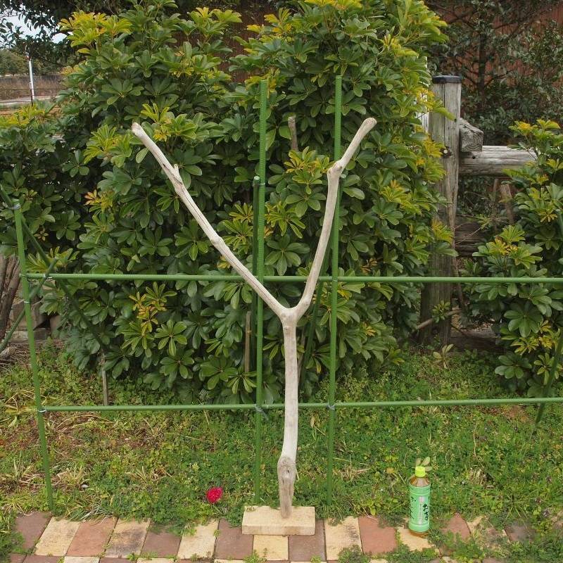 画像1: 枝・棒の流木(大)「雪柳」