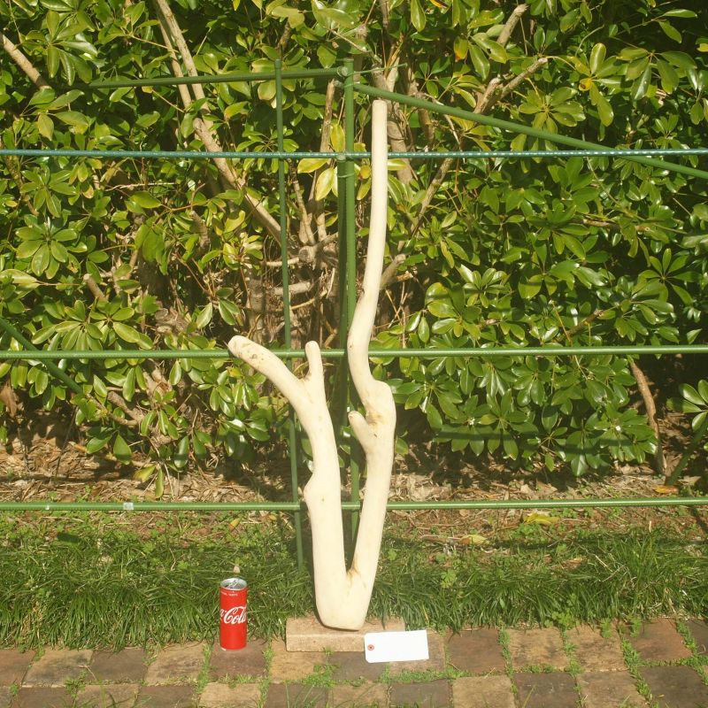 画像1: アートな流木（大)「クロッカス」