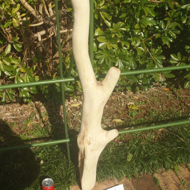 画像: 根っこ・幹の流木（大)「キンセンカ」