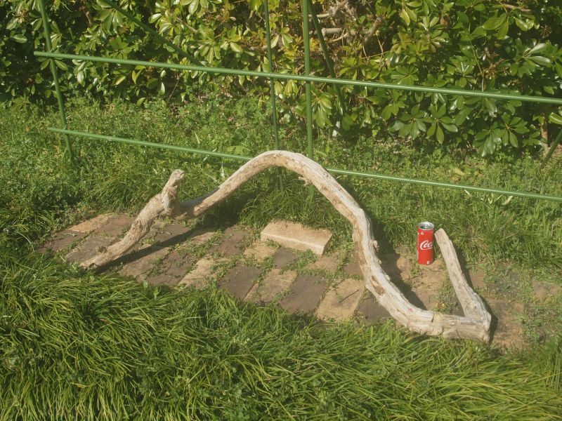 画像1: アートな流木「大」赤爪草」