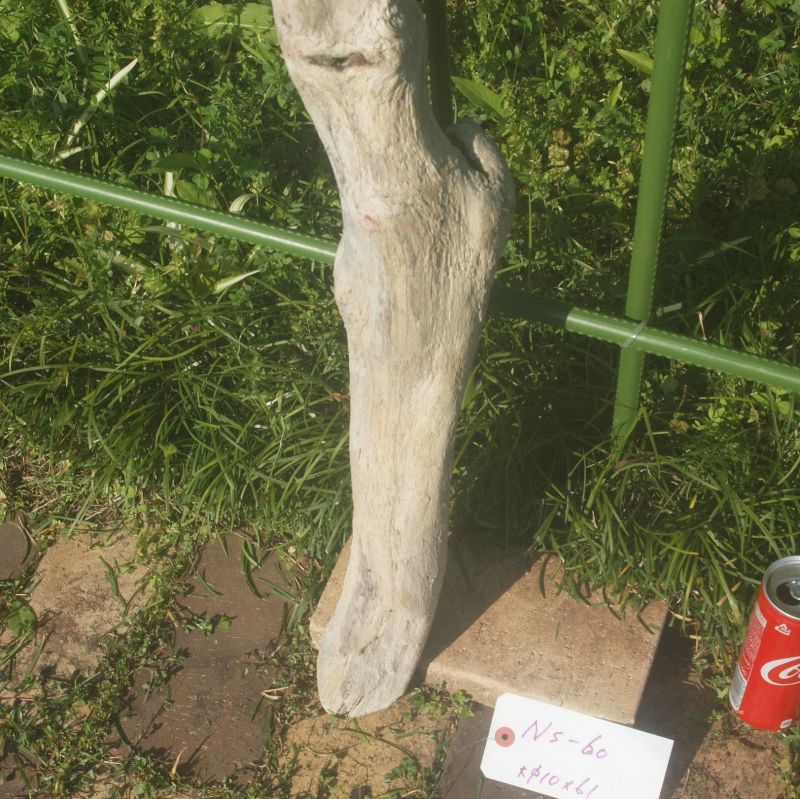 画像: 根っこ・幹の流木(小)「アザレア」