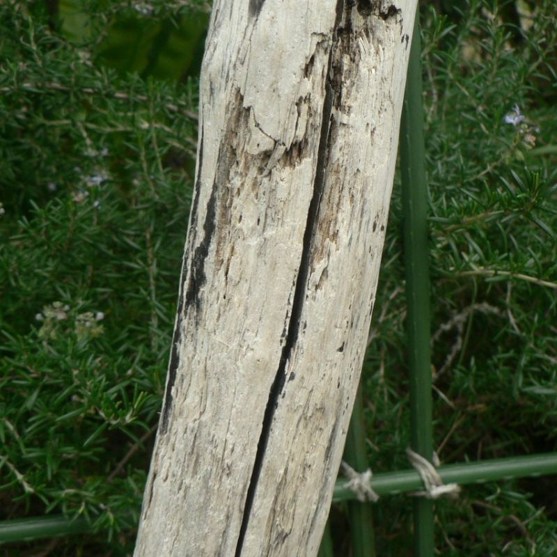 画像: 根っこ・幹の流木(小)「刻印」