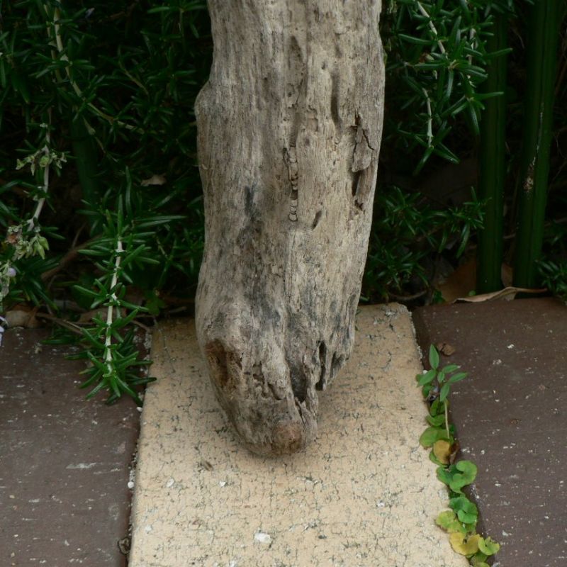 画像: 枝・棒の流木(小)「天狼」