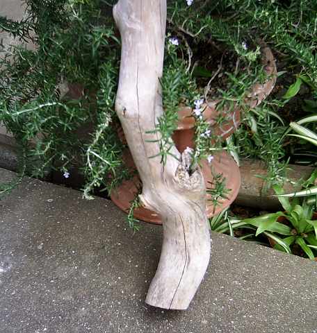 画像: 根っこ・幹の流木　「早蕨」