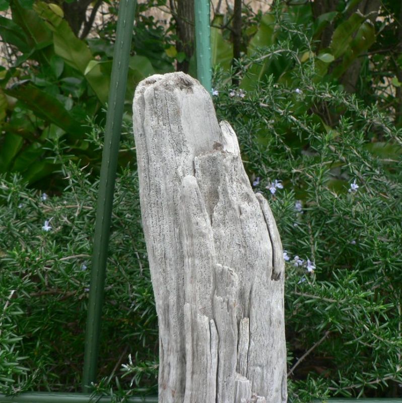 画像: 根っこ・幹の流木(小)「突風」