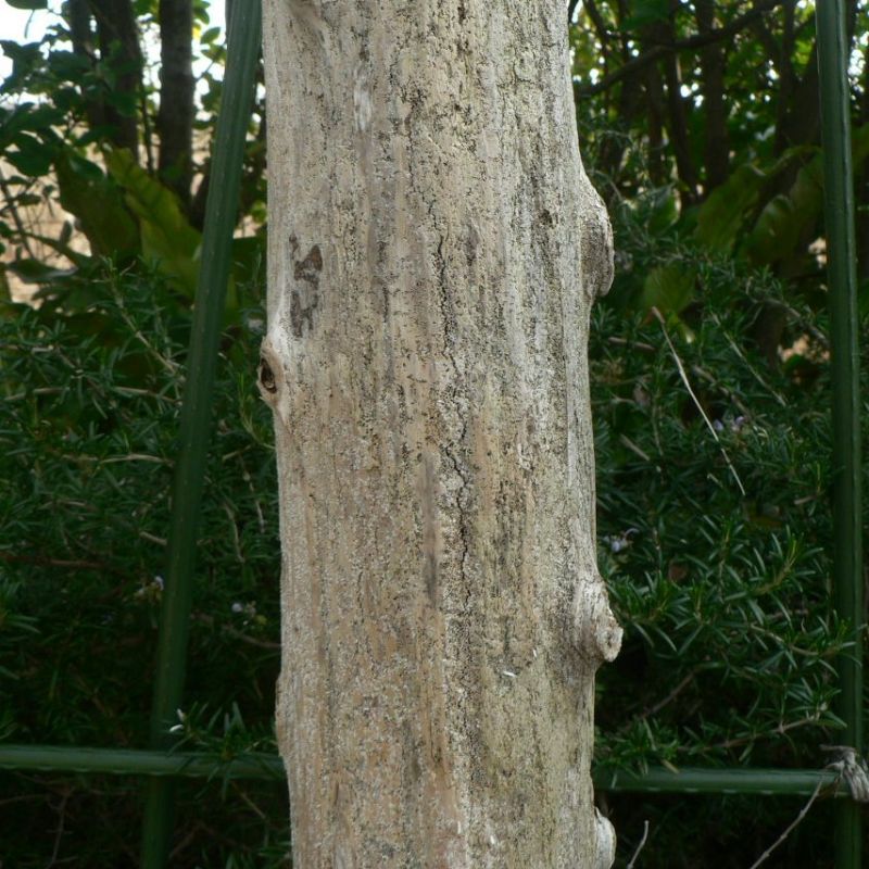 画像: 根っこ・幹の流木(中)「真鶴」