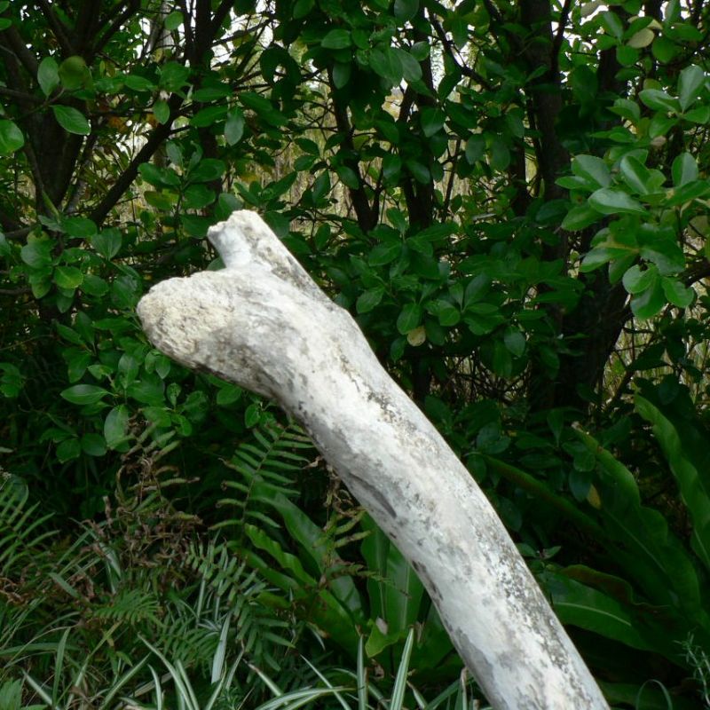 画像: 根っこ・幹の流木(中)「南天」