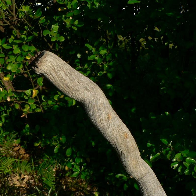 画像: 枝・棒の流木(中)「孔雀」