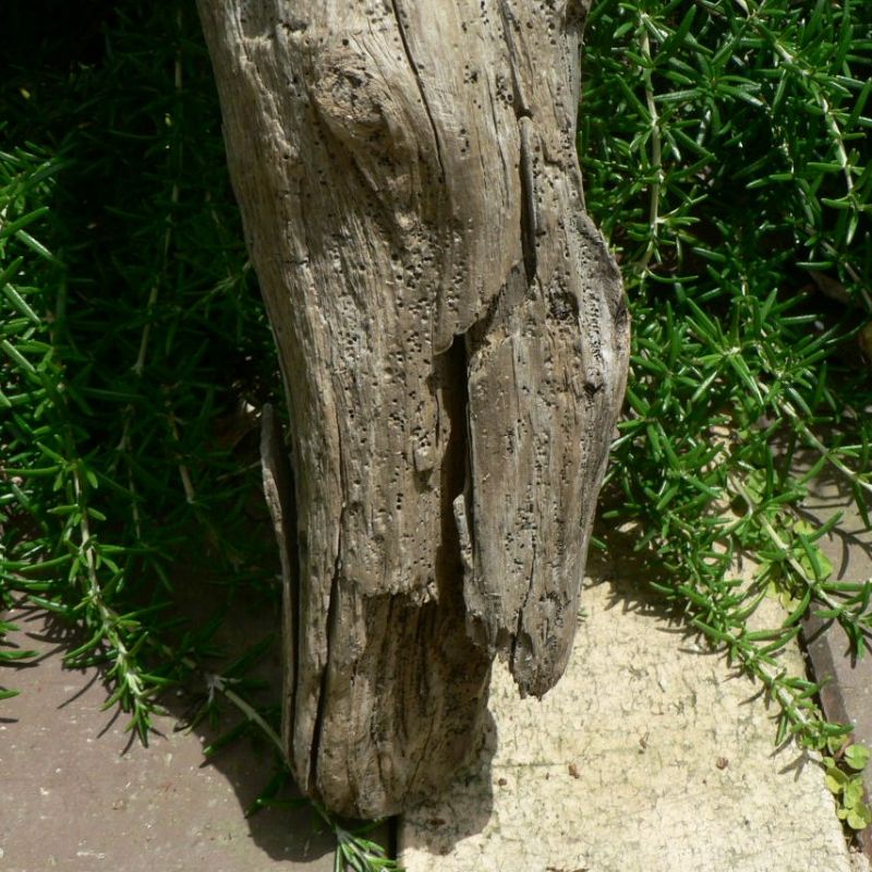 画像: 根っこ・幹の流木(小)「海猫」