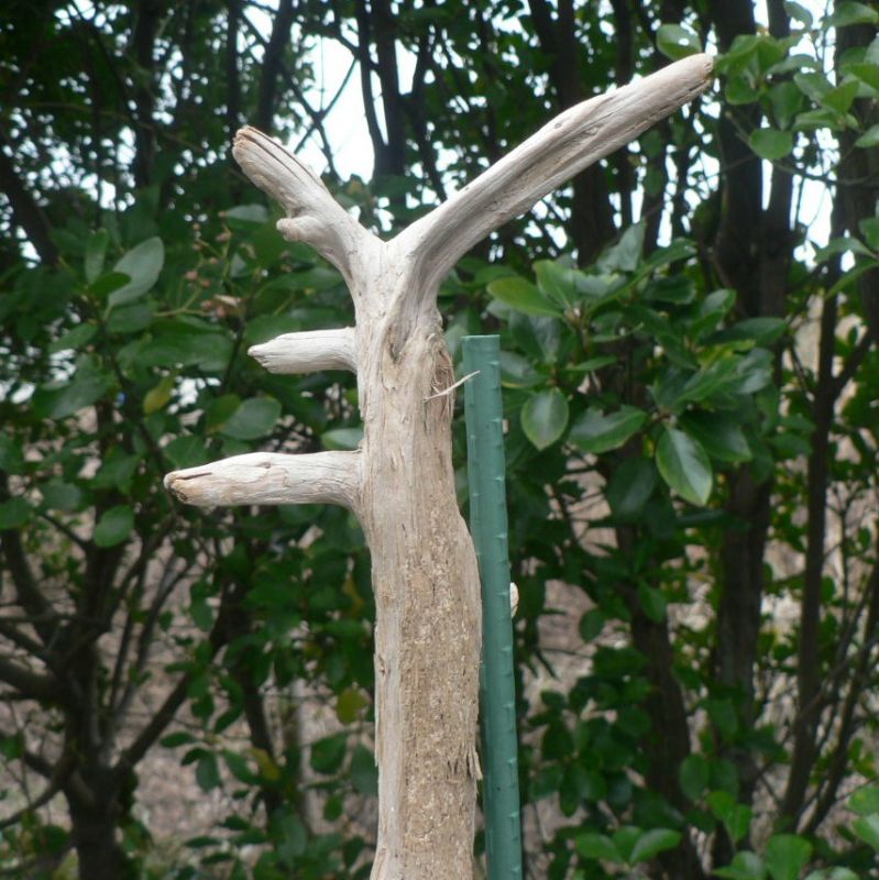 画像: 枝・棒の流木(中)「乾燥」
