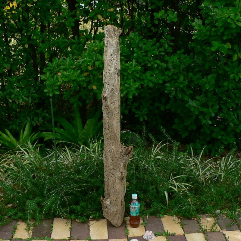 画像1: 根っこ・幹の流木(中)「桃月」