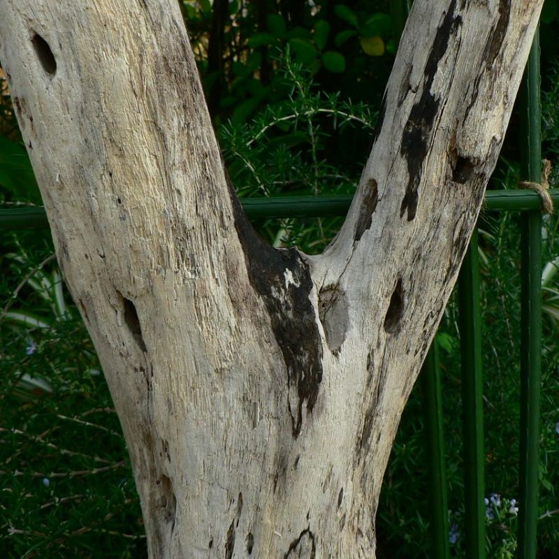 画像: 根っこ・幹の流木(中)「春光」