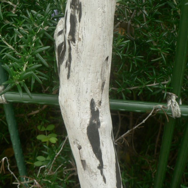 画像: 枝・棒の流木(中)「琥珀」