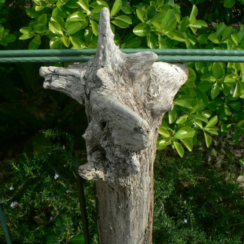 画像: 根っこ・幹の流木(中)「淡月」