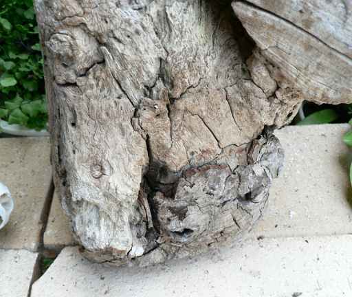 画像: 小ぶりのアートな流木　「岩盤」