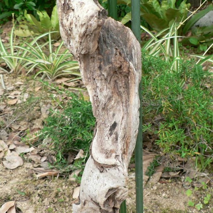 画像: 根っこ・幹の流木(中)「花浅葱」