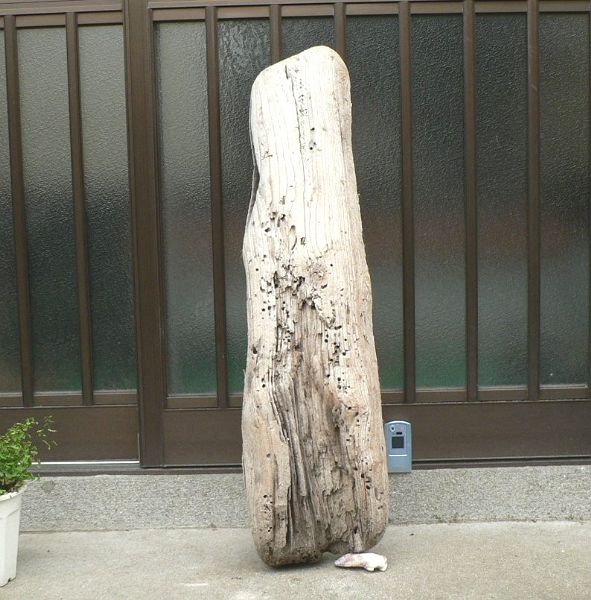 画像: 根っこ・幹の流木　「傲然」