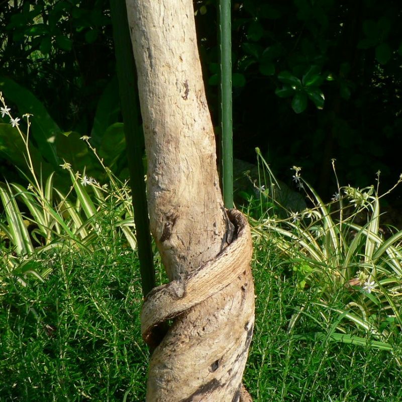 画像: アートな流木(中)「鴇鼠」