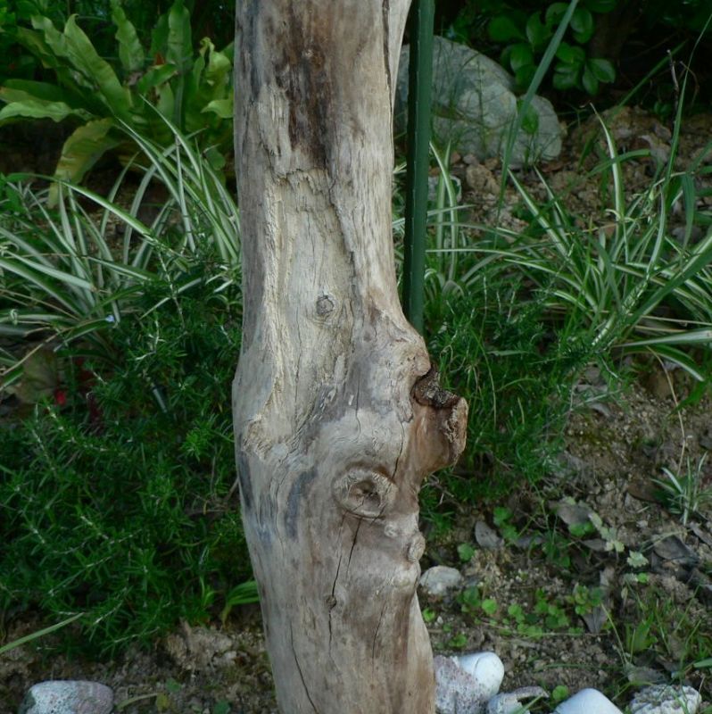 画像: 根っこ・幹の流木(小)「鳶」