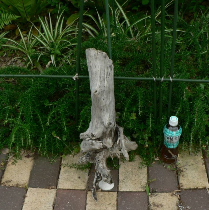画像: 根っこ・幹の流木(小)「常夏」