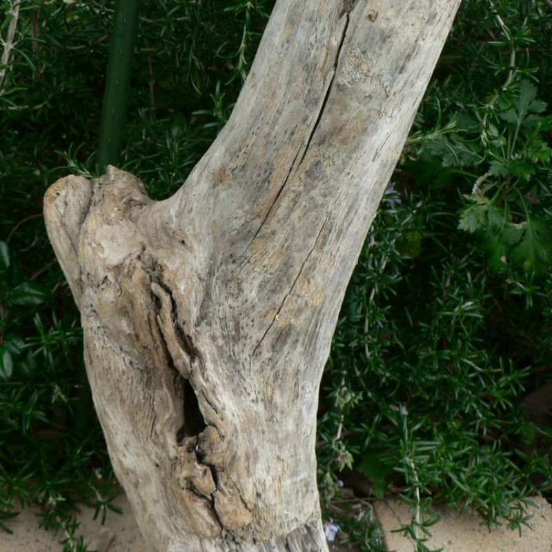 画像: 根っこ・幹の流木(小)「枯草」