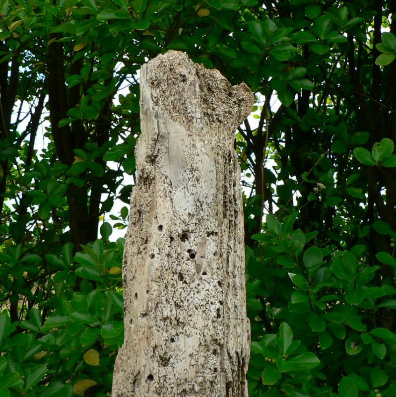 画像: 根っこ・幹の流木(中)「桃月」