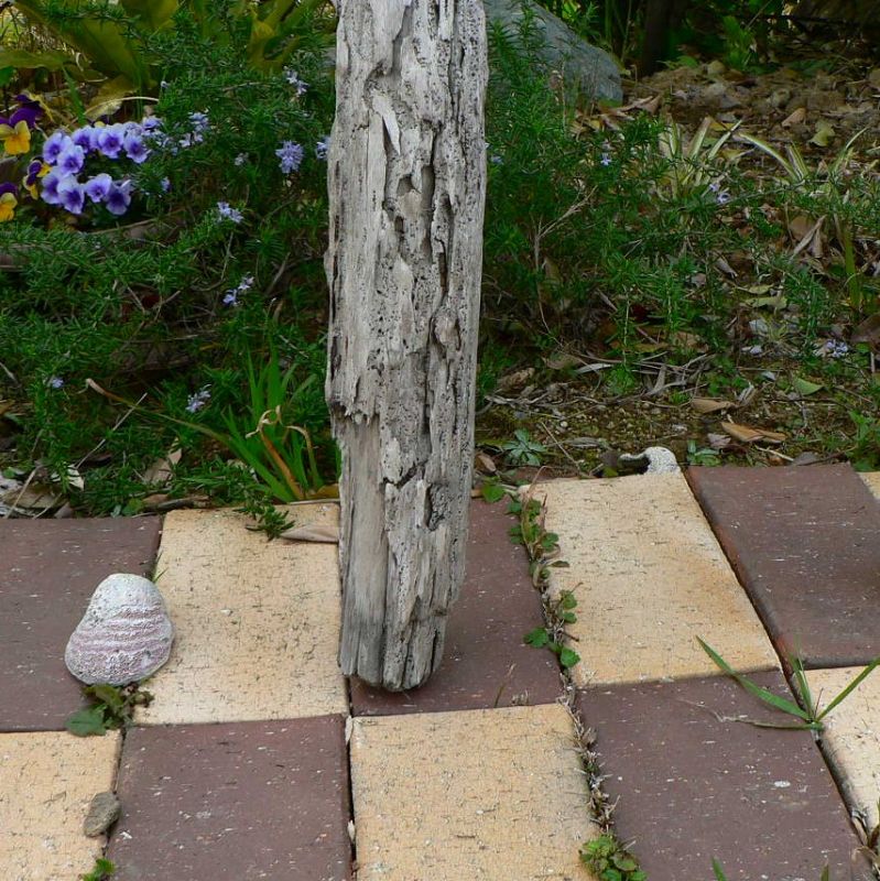 画像: 根っこ・幹の流木(中)「春紫苑」