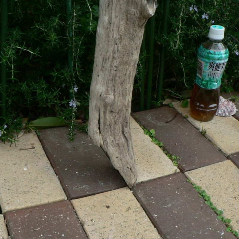 画像: 根っこ・幹の流木(中)「寒椿」