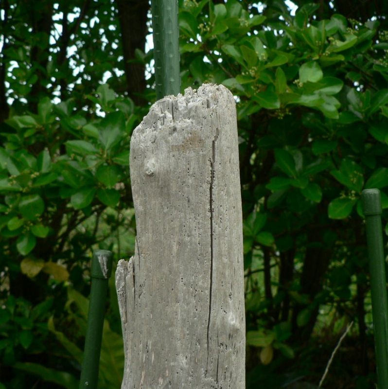 画像: 根っこ・幹の流木(小)「青梅」