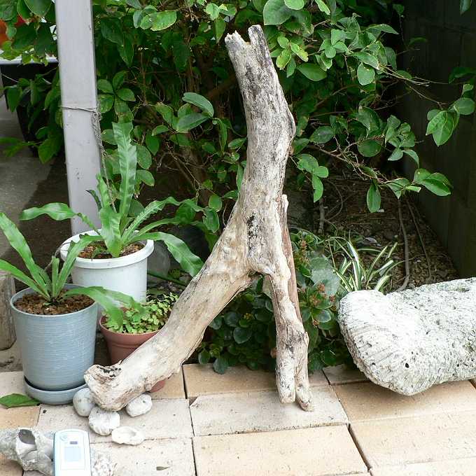 画像: アートな流木　「龍舌蘭」